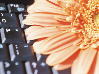 Orange Gerber Daisy Blossom and Black Computer Keyboard