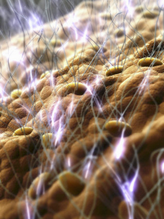 Stimulated Vomeronsasal or Jacobson's Organ, Computer Generated View of the Chemoreceptor