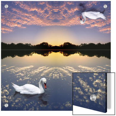 Computer Composite Image of Swan on Water Reflecting Sunset Clouds, with Another Swan Reflected in